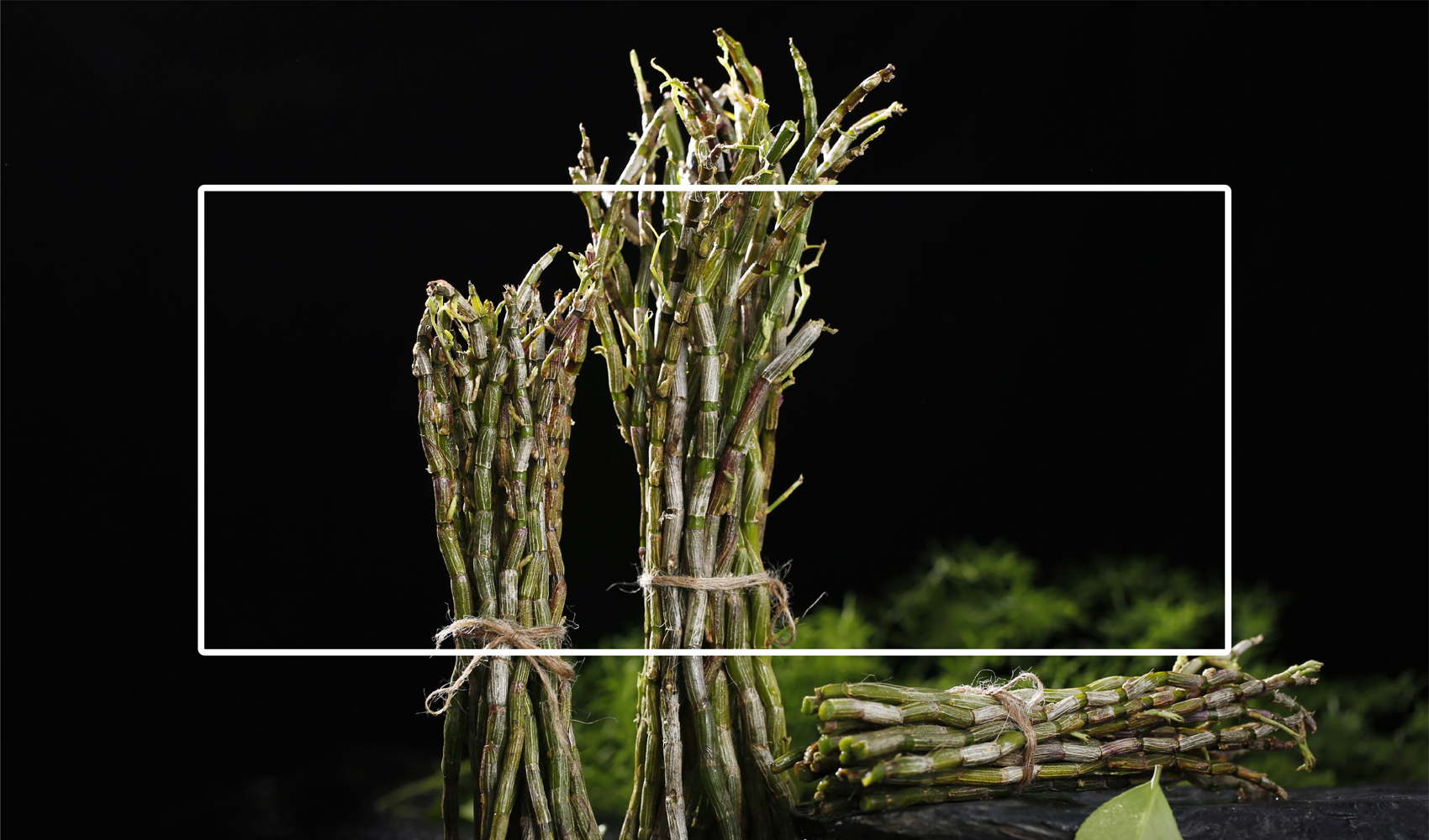 岐黃宮標(biāo)志設(shè)計(jì)